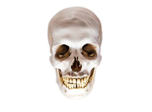 Isolated anatomical homo sapiens scarry himan skull model