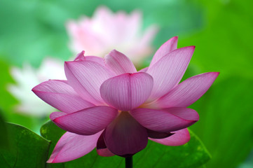 Blossom lotus flower