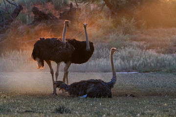 Ostrich family. Two males, Struthio camelus, trying to attract female. Dust backlighted by last rays of setting sun create nice african wildlife atmosphere. Nature photography in Kalahari, Botswana
