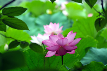 Blossom lotus flower