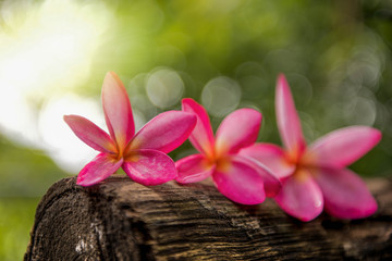 Fototapeta na wymiar pink plumeria flower,Pink frangipani flower