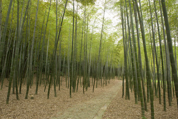 A path in Bamboo forest