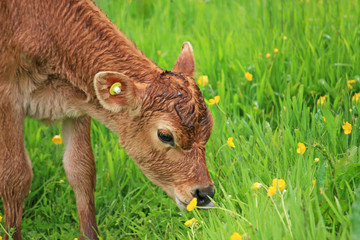 Calf in a field