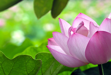 Obraz premium Blossom lotus flower