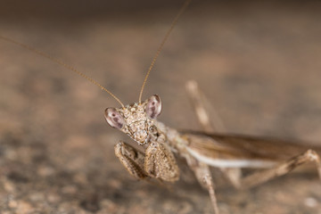 A close-up portrait of a mantis