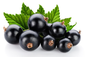 black currant branch