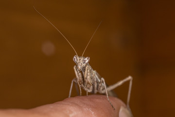A close-up portrait of a mantis