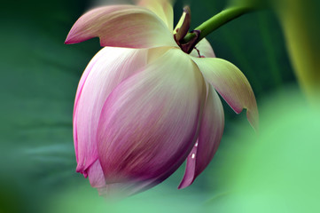 Blossom lotus flower