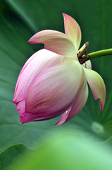 Blossom lotus flower