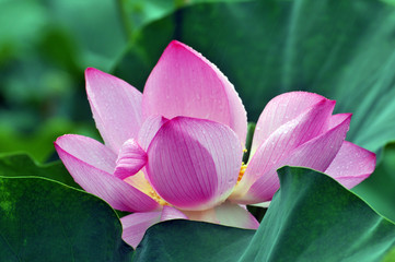 Blossom lotus flower