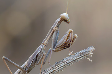 A close-up portrait of a mantis