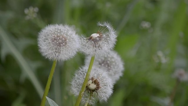 Fluffy dandelions in the grass