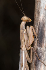 A close-up portrait of a mantis