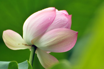 Blossom lotus flower