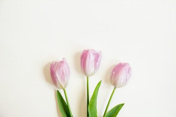 Three tulips on a white background. The top view.