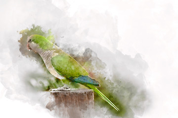 Green parrot, watercolor
