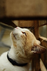 Funny cat. Beautiful animal.