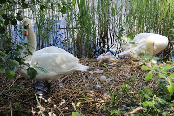 couple de cygne qui surveille l'&eacute;closion des petits dans leur nid