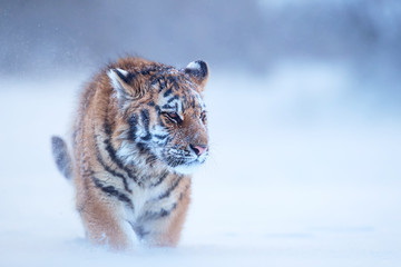 Close up, young Siberian tiger, Panthera tigris altaica, male in winter landscape, walking directly at camera in deep snow against birch trees during snowstorm. Taiga environment,freezing cold,winter.