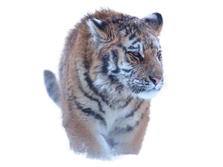 Isolated on white, young Siberian tiger, Panthera tigris altaica, walking directly at camera.  Winter.