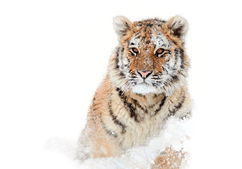 Isolated on white background, young Siberian tiger, Panthera tigris altaica,  male with snow in...