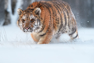 Close up, young Siberian tiger, Panthera tigris altaica, male in winter landscape, walking directly at camera in deep snow against birch trees during snowstorm. Taiga environment,freezing cold,winter.