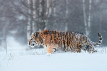 Close up, young Siberian tiger, Panthera tigris altaica, male in winter landscape, walking in deep snow against birch trees during snowstorm. Taiga environment, freezing cold, winter.