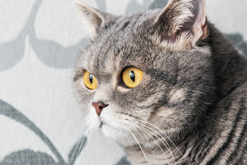 British cat looking intently at the window. Focus on cat eyes