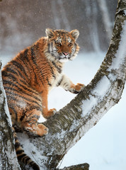 Vertical photo of Siberian tiger, Panthera tigris altaica, young male sitting on birch tree in winter, snowflakes backlighted by early morning sun. Freezing cold, taiga environment.