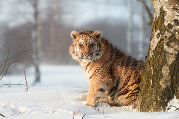 Young Siberian tiger, Panthera tigris altaica in winter landscape, staring directly at camera. Freezing cold. Tiger in snowy environment against birch trees in background lit by early morning sun.