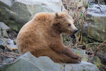 Braunbär