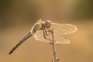 A close-up of a beautiful dragonfly