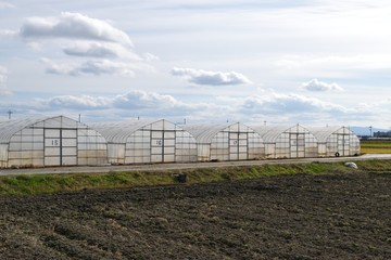 Fototapeta premium ビニールハウス