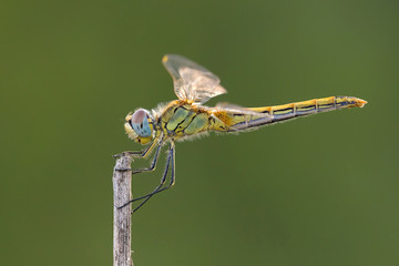 A close-up of a beautiful dragonfly