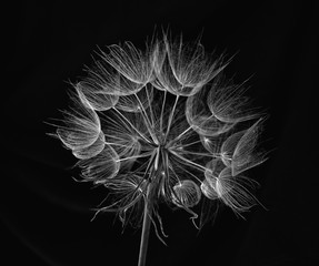 delikate flower