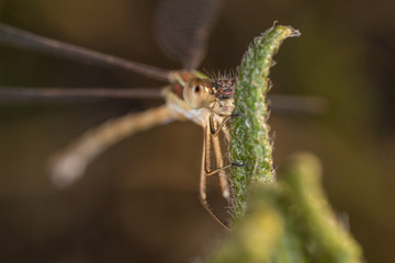 A close-up of a beautiful dragonfly