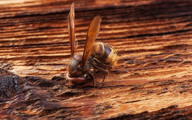 Hornet on wood.