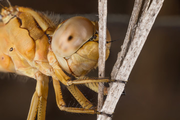 A close-up of a beautiful dragonfly