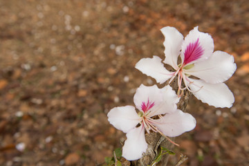 Fototapeta na wymiar Bautiful white flower,Bauhinia variegata,Orchid tree,Camel's Foot Tree,Bauhinia variegata is a species of plant family Fabaceae.