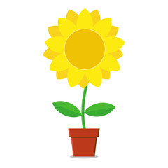 Obraz premium flat sunflower in a pot