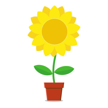 flat sunflower in a pot