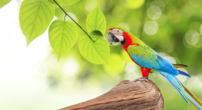 Colorful Macaw bird at tree branch in morning sunlight on nature background