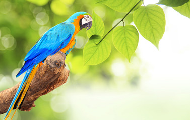 Colorful Macaw bird at tree branch in morning sunlight on nature background