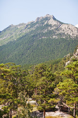 Trees in the forest on Lake Burabay mountains