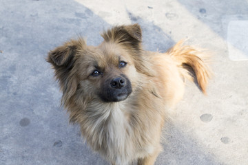 Dog with beautiful eyes