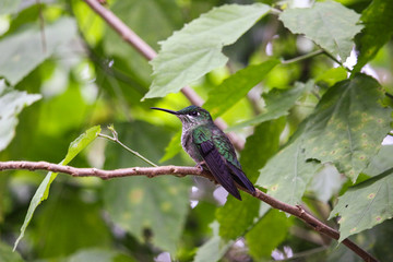 White-bellied mountain gem hummingbird