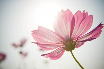 Cosmos flowers,Vintage style