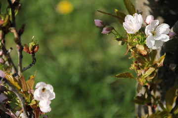 Blooming Sakura