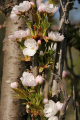 Naklejka premium Blooming Sakura