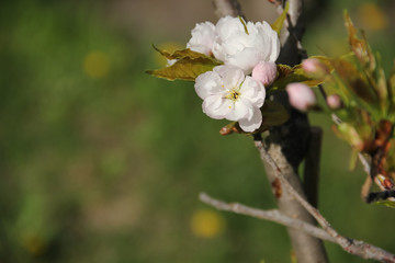 Obraz premium Blooming Sakura